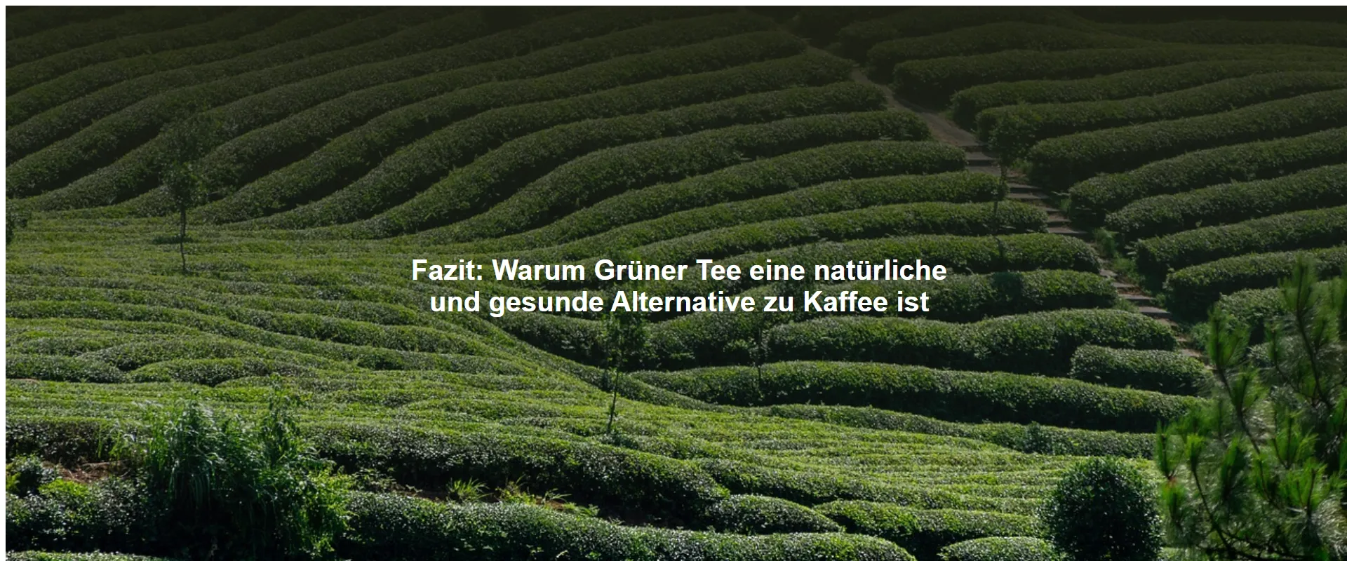 Warum Grüner Tee eine natürliche und gesunde Alternative zu Kaffee ist