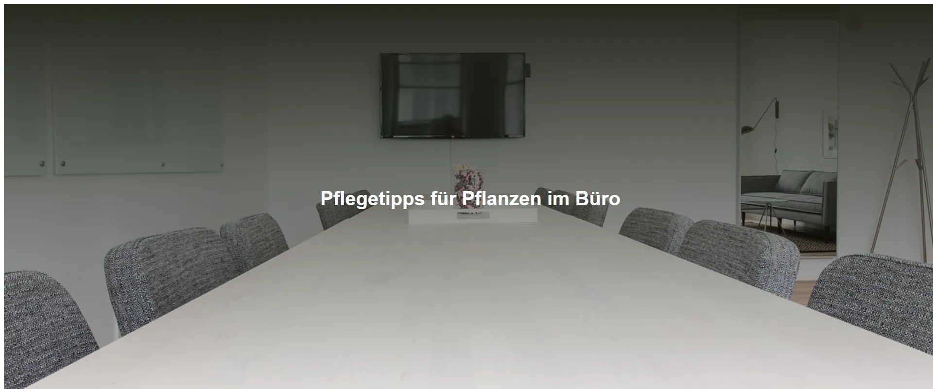 Pflegetipps für Pflanzen im Büro